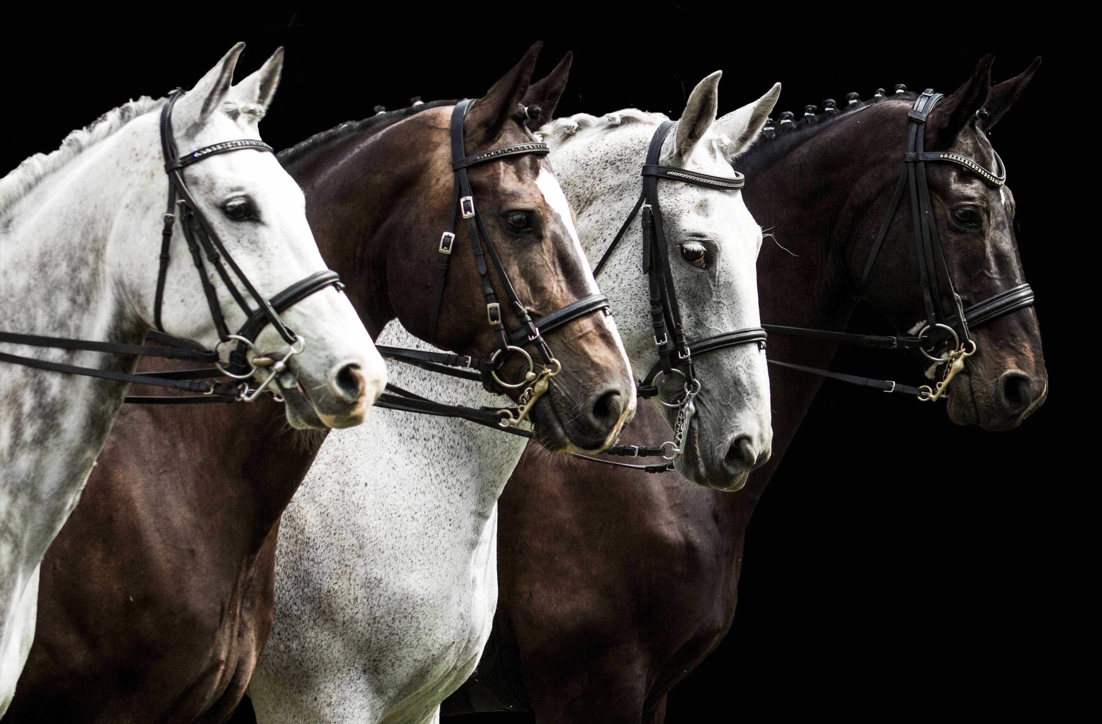 Horses Ready to Race - Premium Tempered Glass Wall Art Horizontal