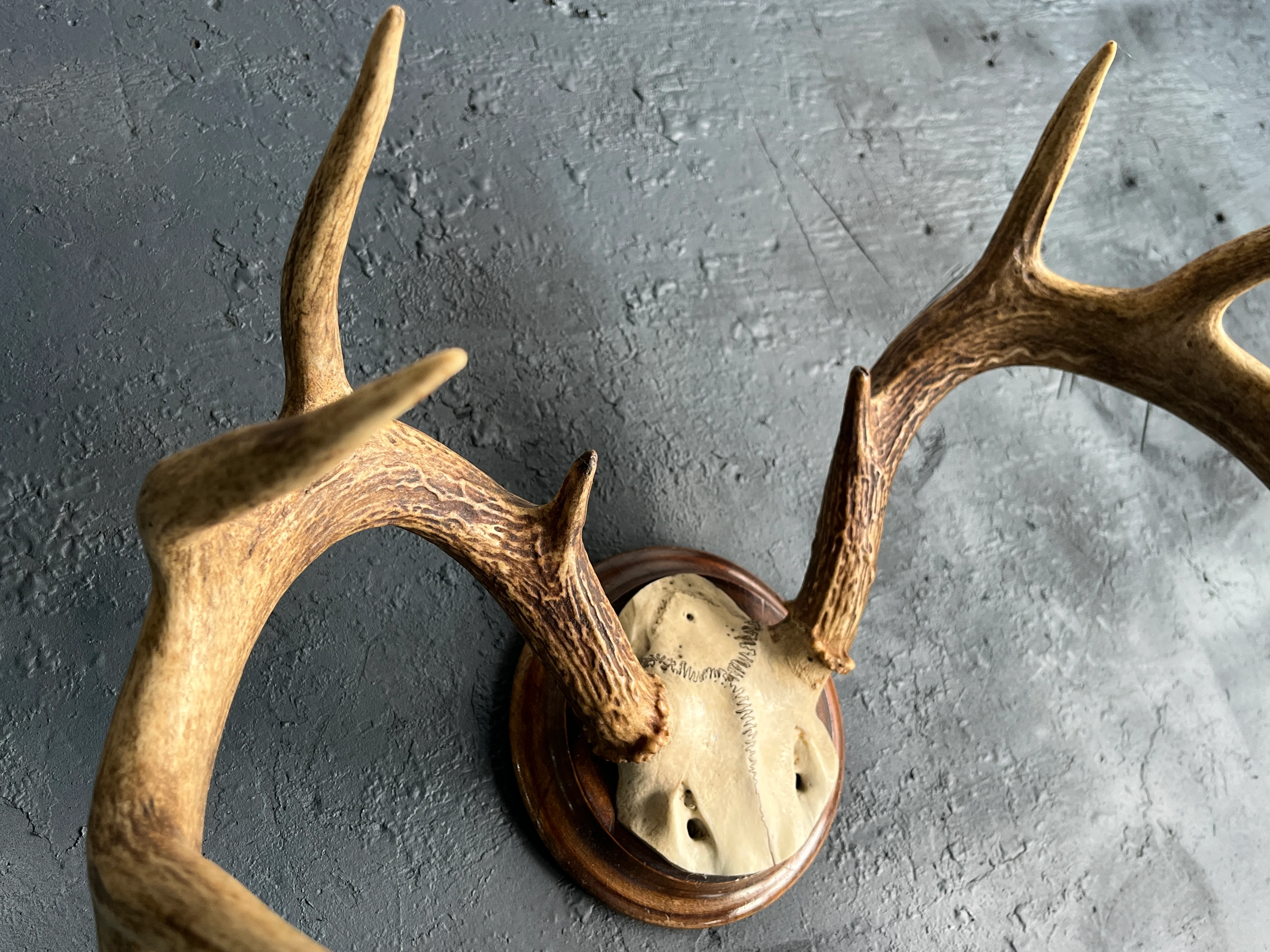 Hirschgeweih 12 Ender