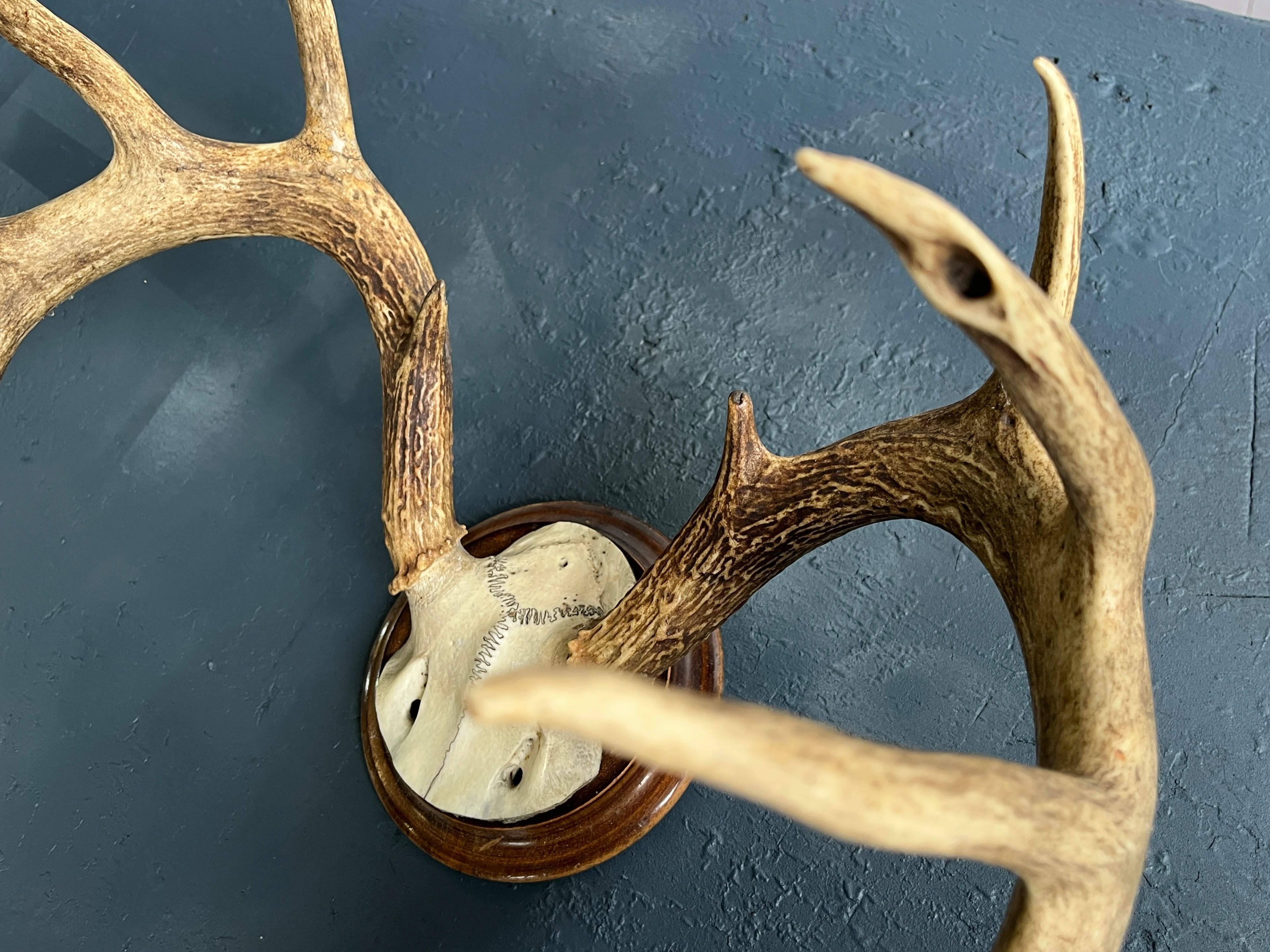 Hirschgeweih 12 Ender