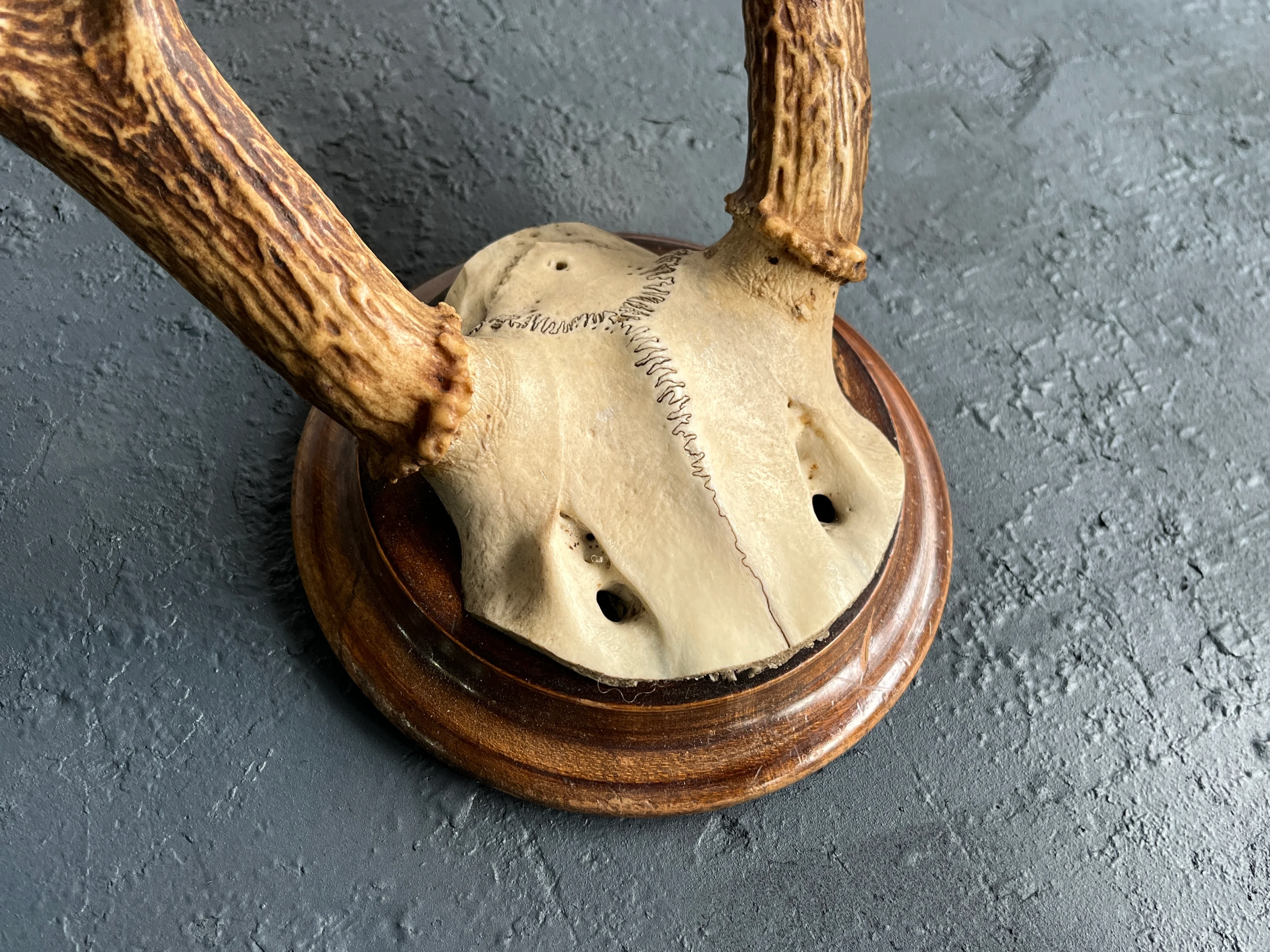 Hirschgeweih 12 Ender