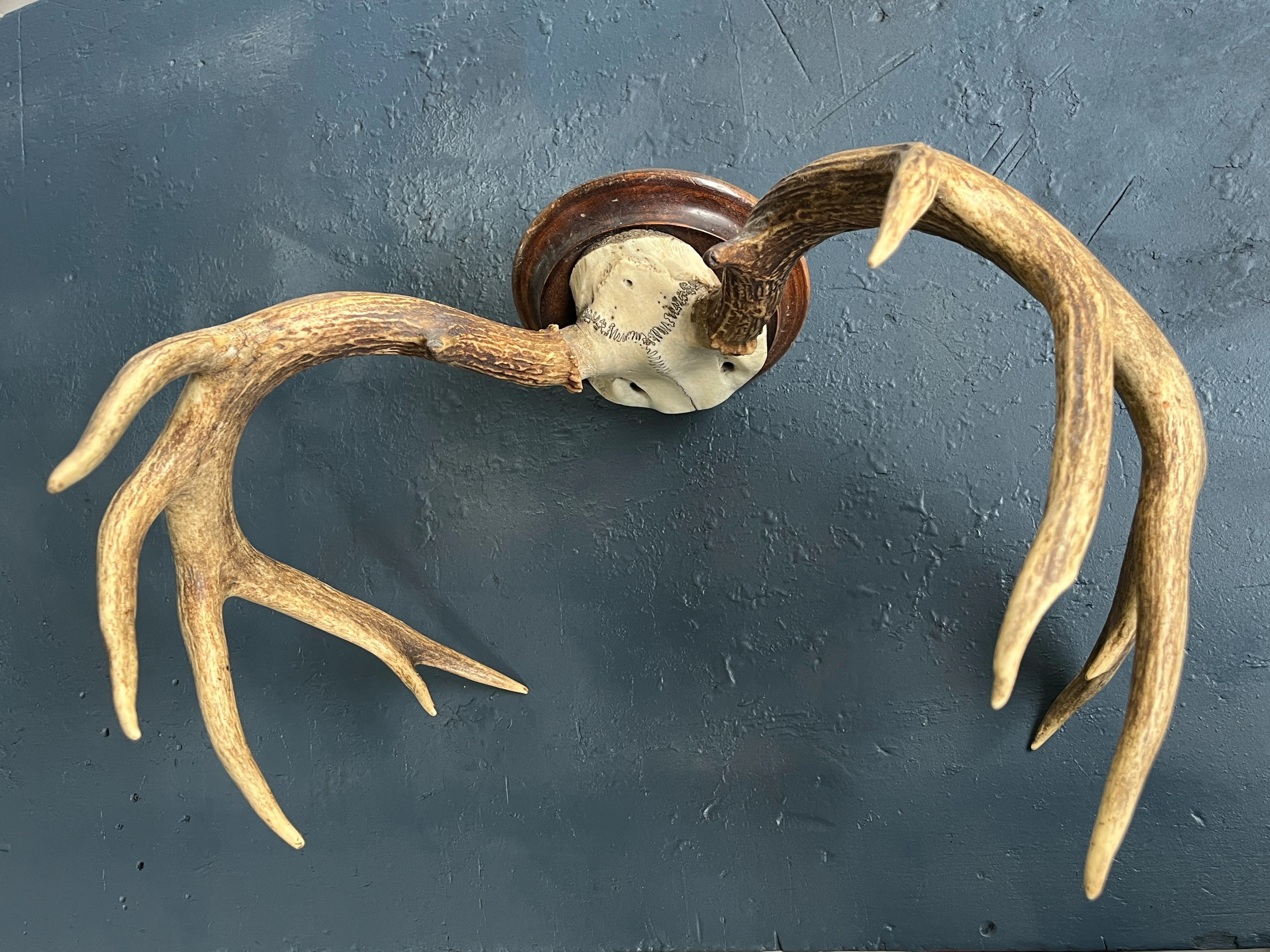 Hirschgeweih 12 Ender