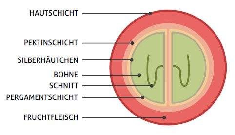 Die Kaffeepflanze