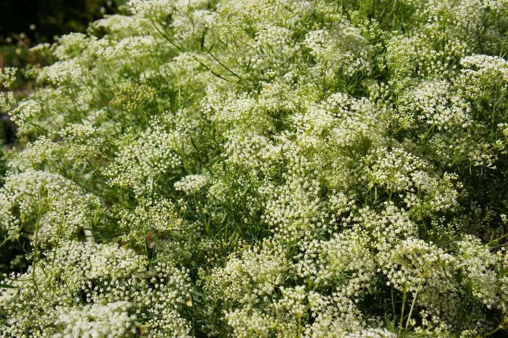 Anis (Pimpinella anisum)
