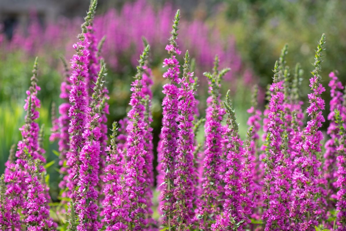 Blutweiderich (Lythrum salicaria)