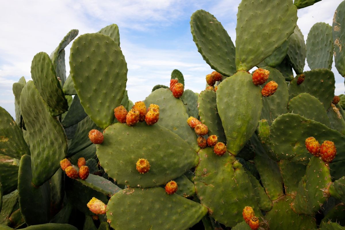 Feigenkaktus (Opuntia ficus-indica)