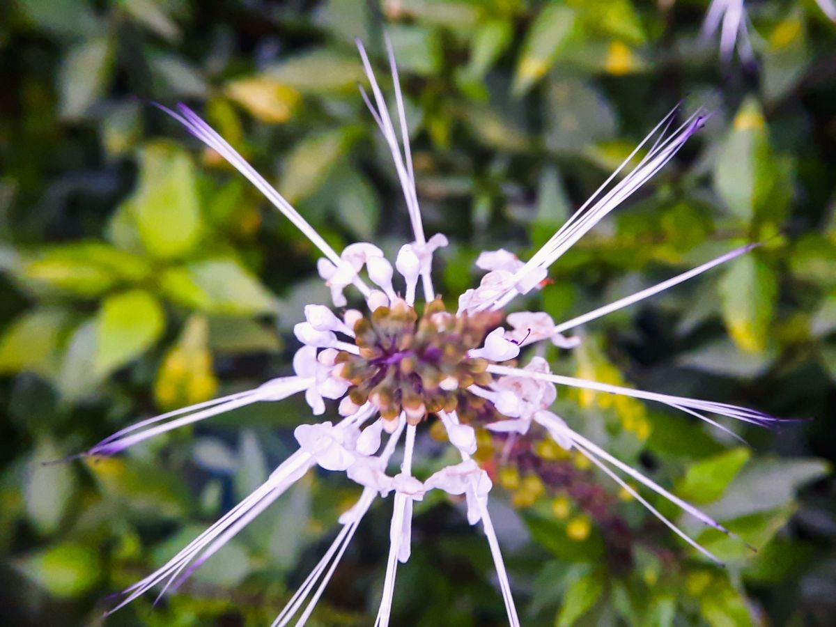 Orthosiphon (Orthosiphon aristatus)
