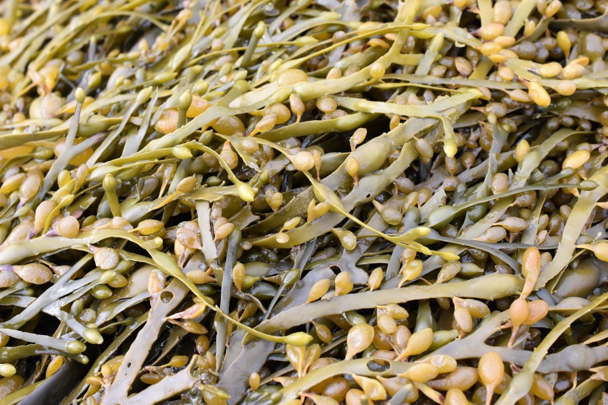 Knotentang (Ascophyllum nodosum)