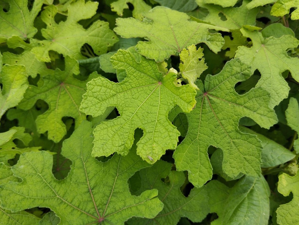 Bisameibisch (Abelmoschus)