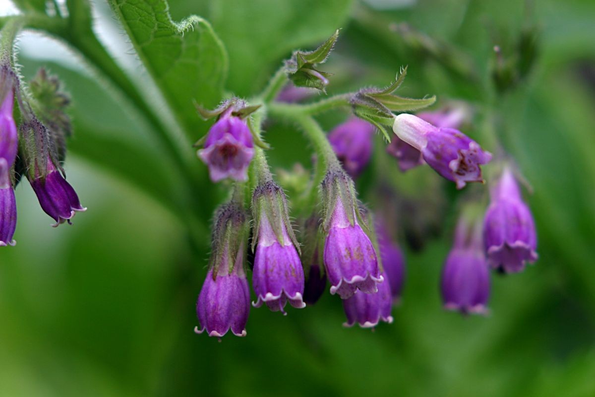 Beinwell (Symphytum)