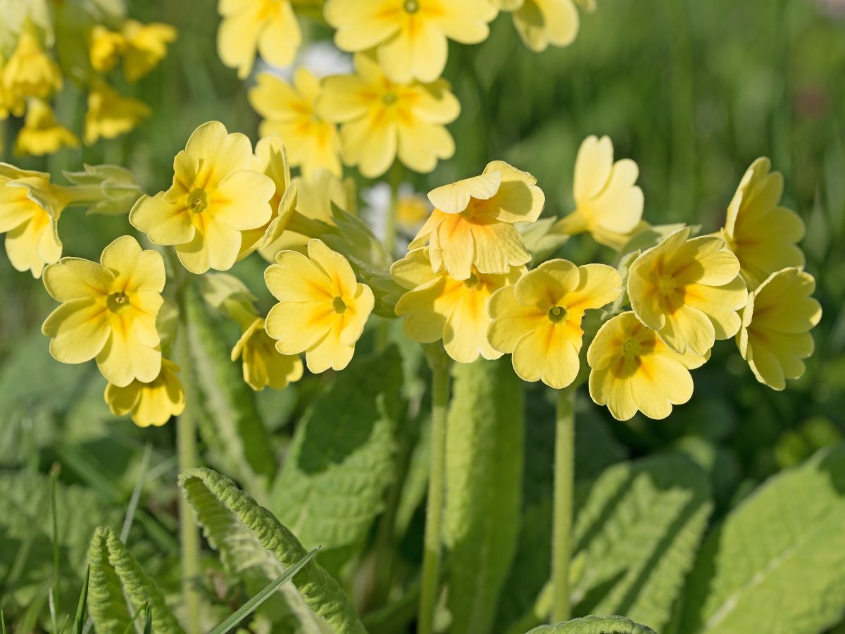 Schlüsselblume (Primula veris)