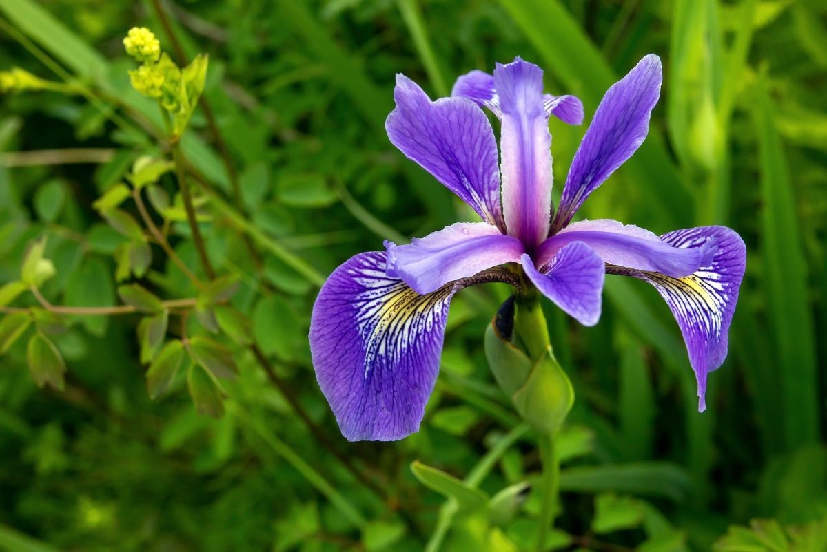 Iriswurzel: Ein verborgenes Geschenk der Natur