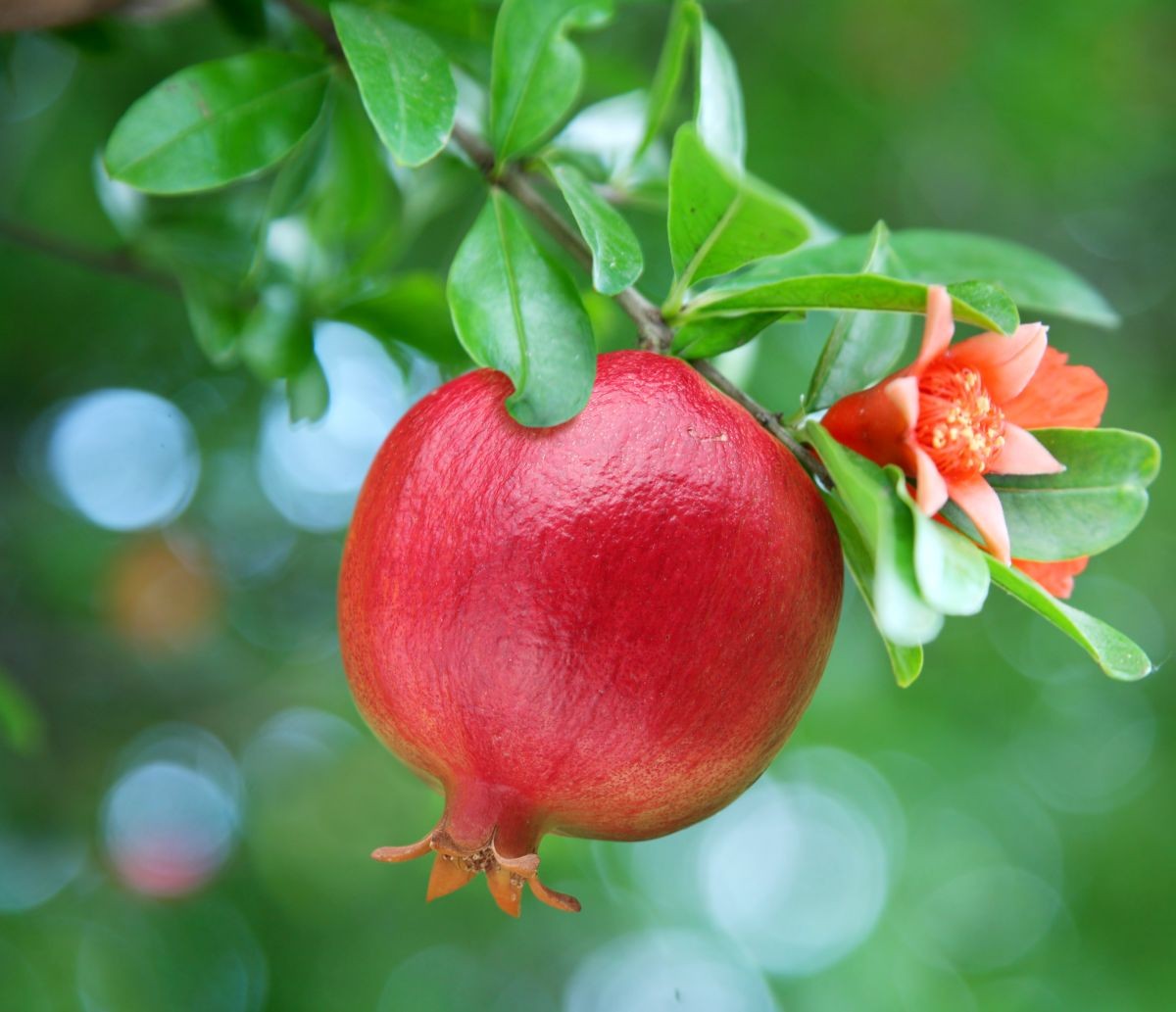 Granatapfel (Punica granatum)