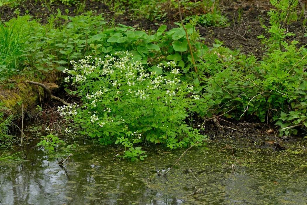 Brunnenkresse: Frisches Kraut für Reinigung