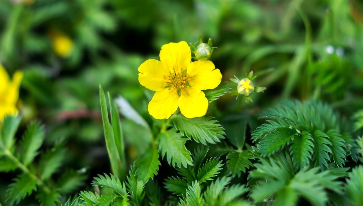 Gänsefingerkraut (Potentilla anserina)