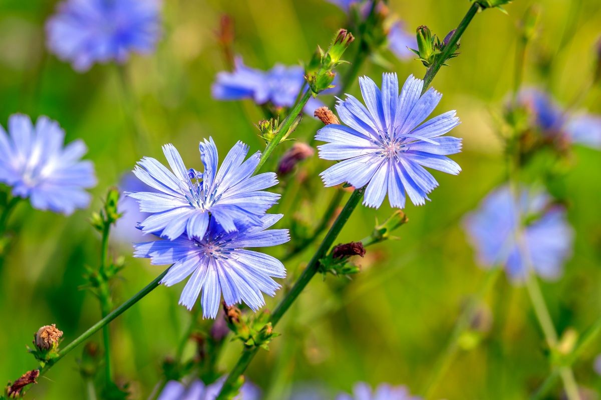 Wegwarte (Cichorium intybus)