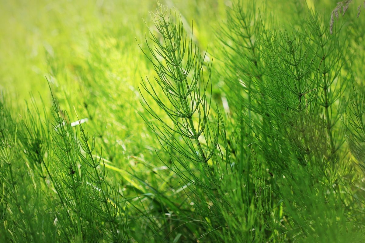 Schachtelhalm (Equisetum)