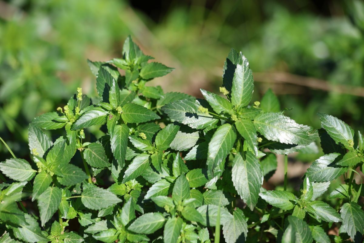 Bingelkraut  (Mercurialis)