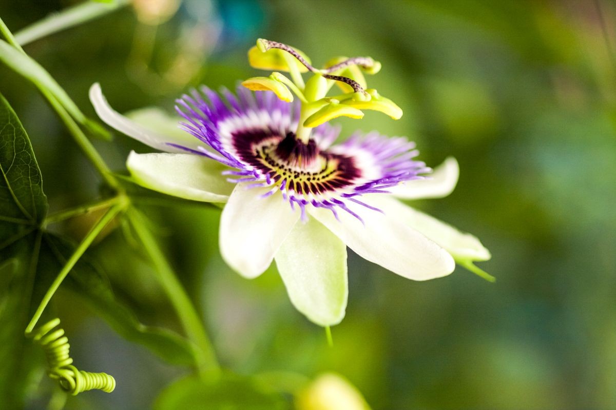 Passionsblume (Passiflora incarnata)