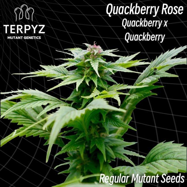 Quackberry Rose Regular Seeds - 10