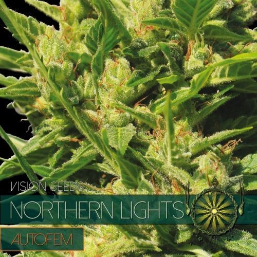 Northern Lights Auto Feminised Seeds - 10