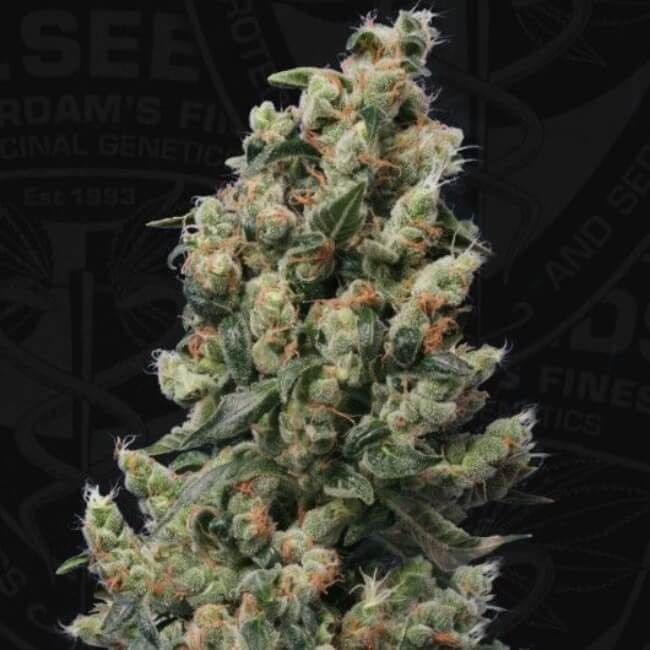 Kushage Regular Seeds - 5+1