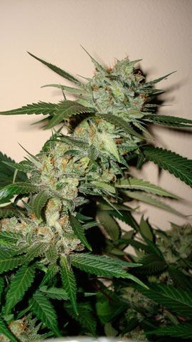 Sleestack x Skunk Regular Seeds - 6