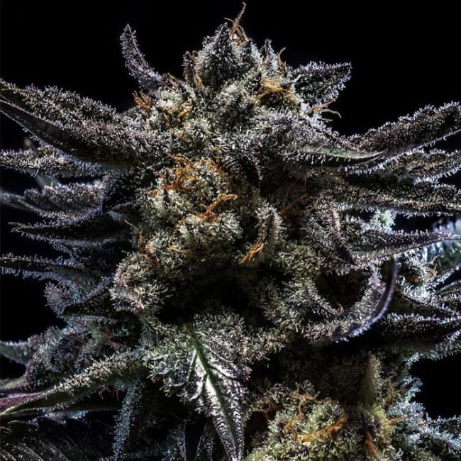 Zombie Kush Auto Feminised Seeds - 5