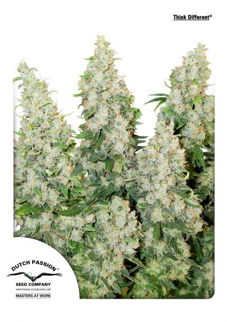 Think Different Auto Feminised Seeds - 100