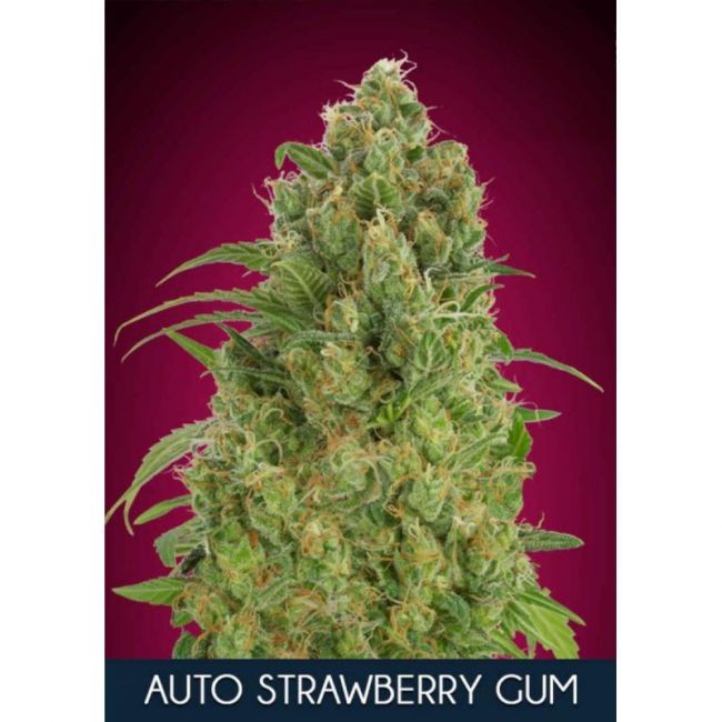 Strawberry Gum Auto Feminised Seeds - 1