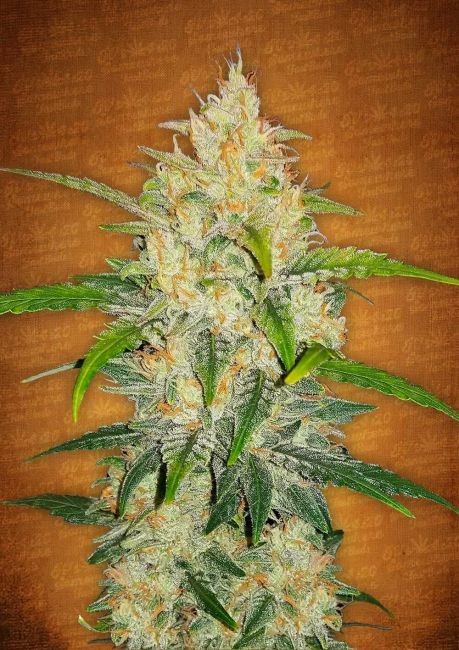 Zkittlez Auto Feminised Seeds - 3