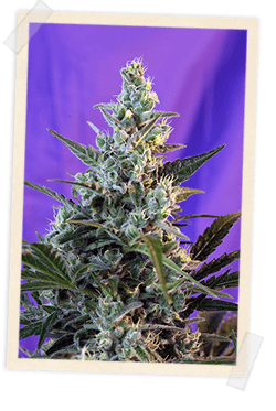 Sweet Skunk F1 FAST Version Feminised Seeds - 100