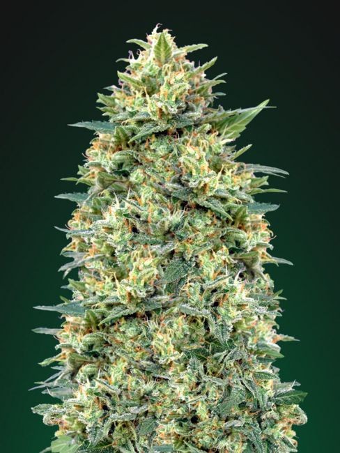 White Widow Auto Feminised Seeds - 3