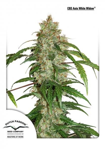 White Widow CBD Auto Feminised Seeds - 7