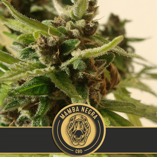 Mamba Negra CBD Auto Feminised Seeds - 6