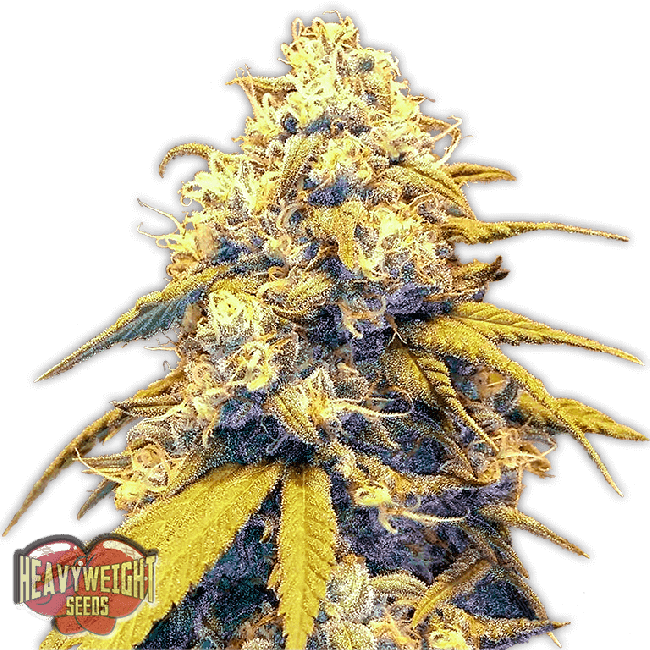 Strawberry Cake Auto Feminised Seeds - 10