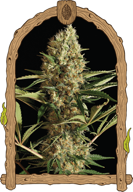 Strawberry Cube Auto Feminised Seeds - 3