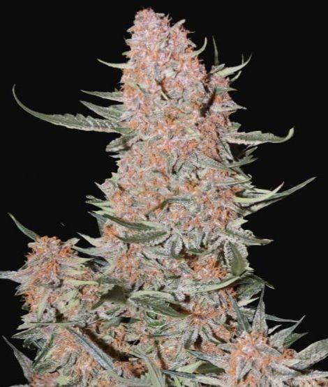 Ztrawberriez Auto Feminised Seeds - 10