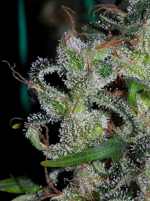 Zamaldelica Regular Seeds - 5