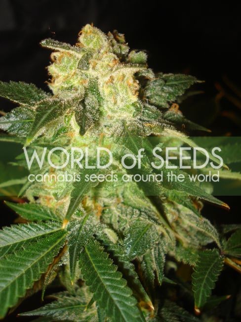 Pakistan Ryder Auto Feminised Seeds - 3