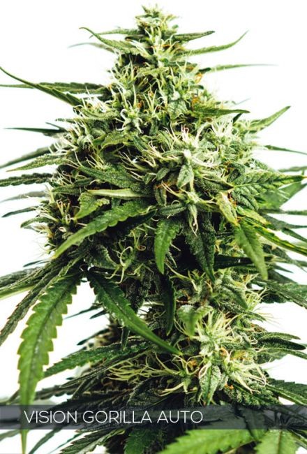 Vision Gorilla Auto Feminised Seeds - 10