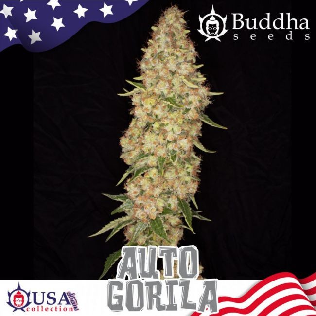 Gorila Auto Feminised Seeds - 3