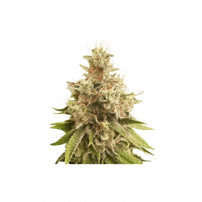 Golden Apple Haze Regular Seeds - 24