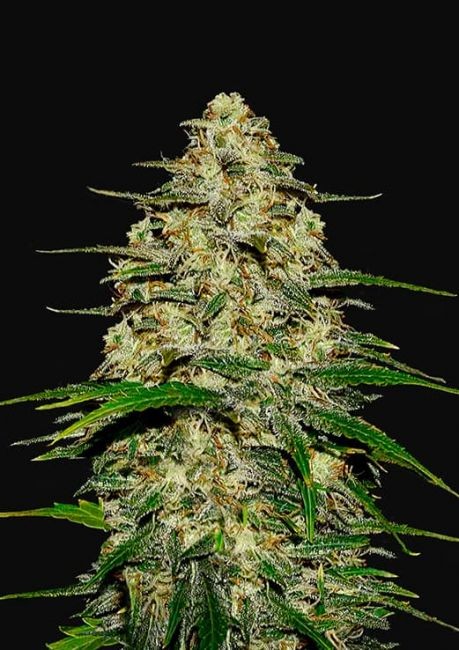 Wedding Cheesecake Auto Feminised Seeds - 100