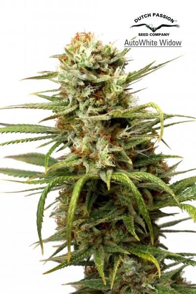 White Widow Auto Feminised Seeds - 7