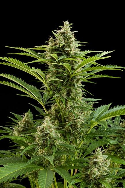 Vesta Auto Feminised Seeds - 3