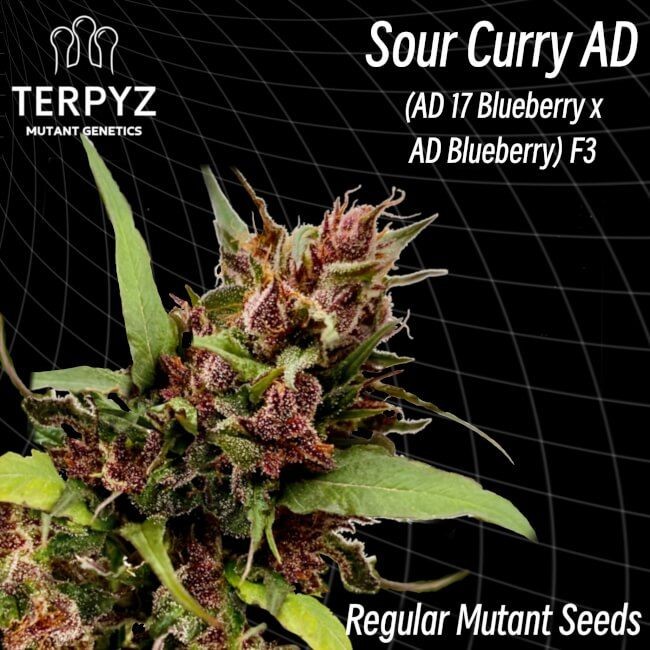 Sour Curry AD Regular Seeds - 10