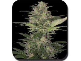 Red Dwarf Auto Feminised Seeds - 3