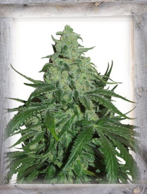 Super Skunk Auto Feminised Seeds - 15