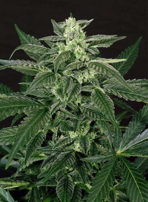 Triple A (AAA) Auto Feminised Seeds - 5