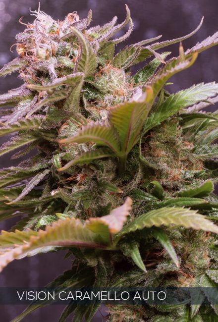 Vision Caramello Auto Feminised Seeds - 5